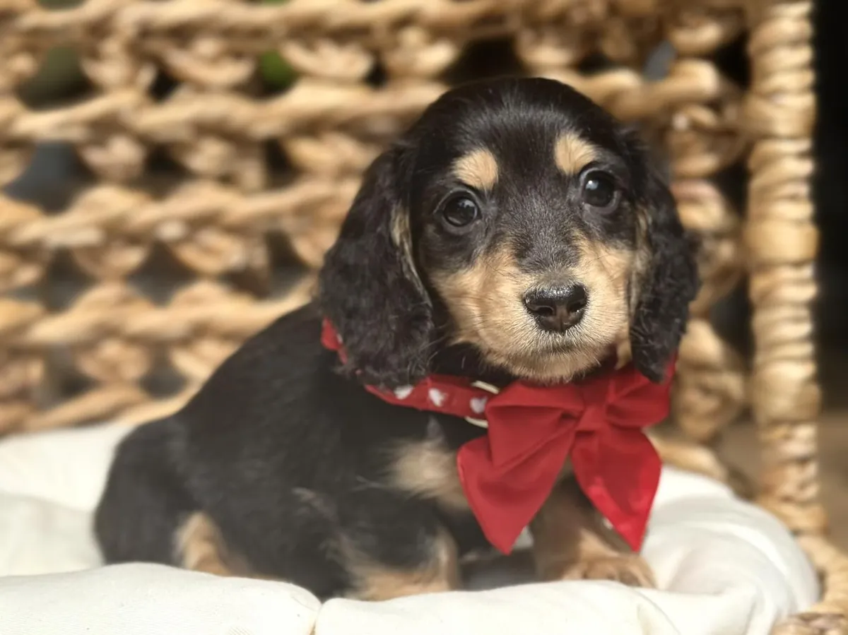 Dachshund puppies ready for new home.