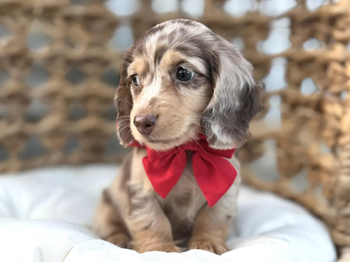 Well trained dachshund puppies ready for new home.