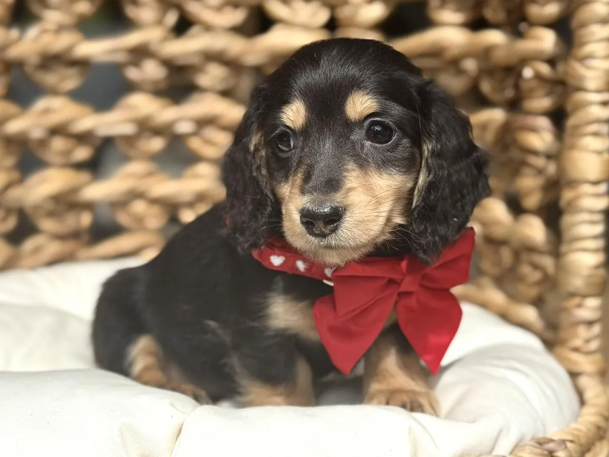可爱的腊肠犬小狗准备好迎接新家庭。
