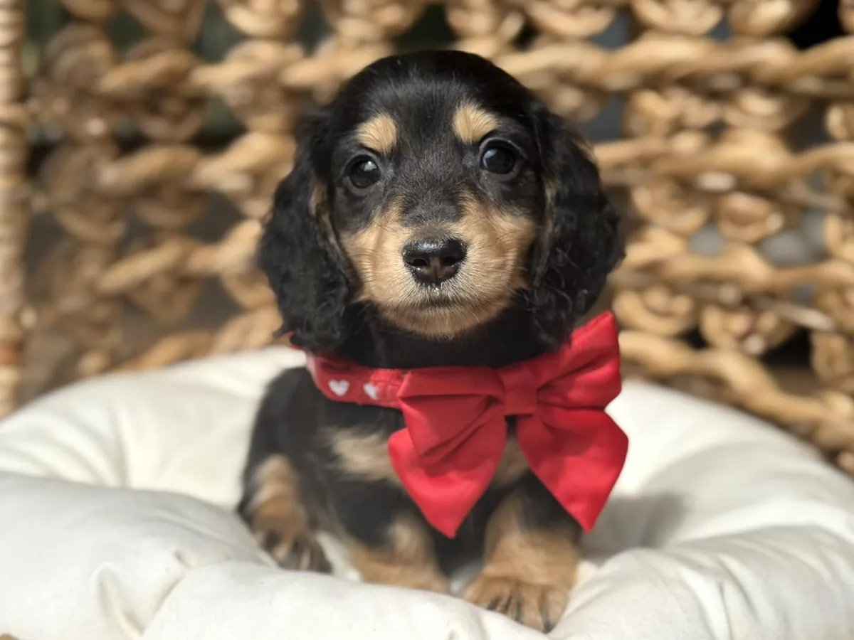 可爱的腊肠犬小狗准备好迎接新家庭。
