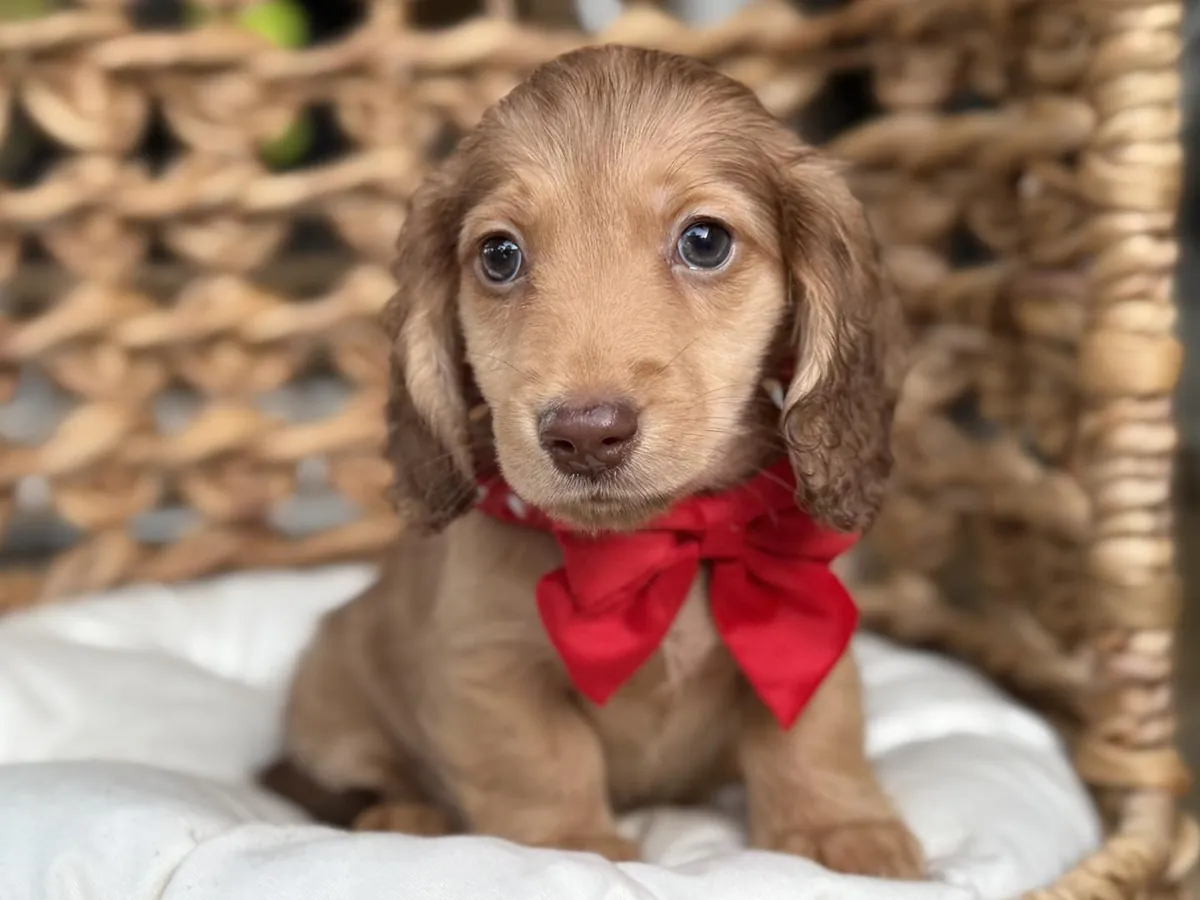 Dachshund puppies for adoption