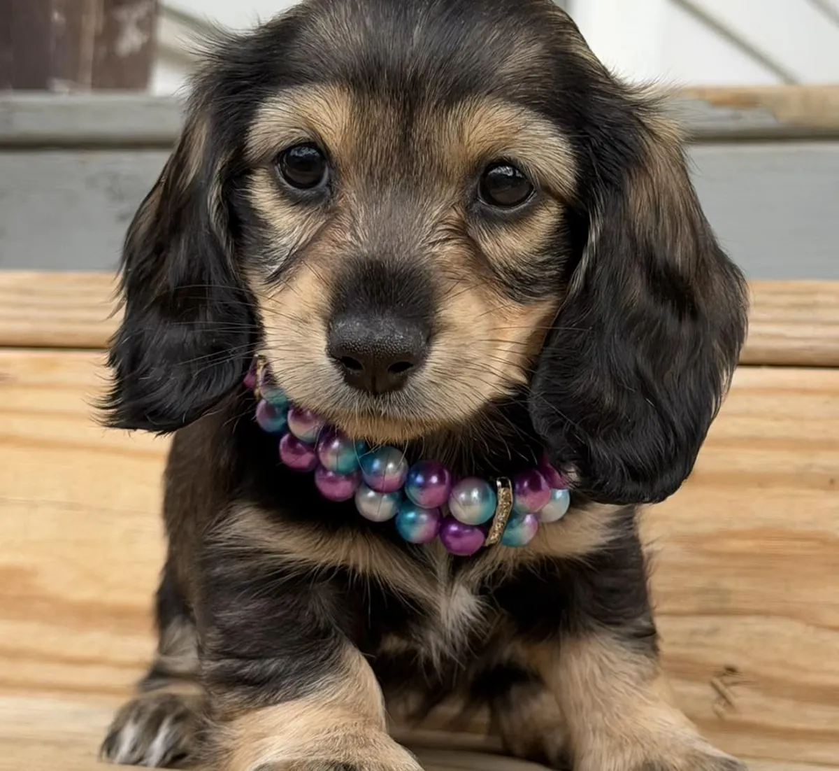Dachshund puppies for adoption