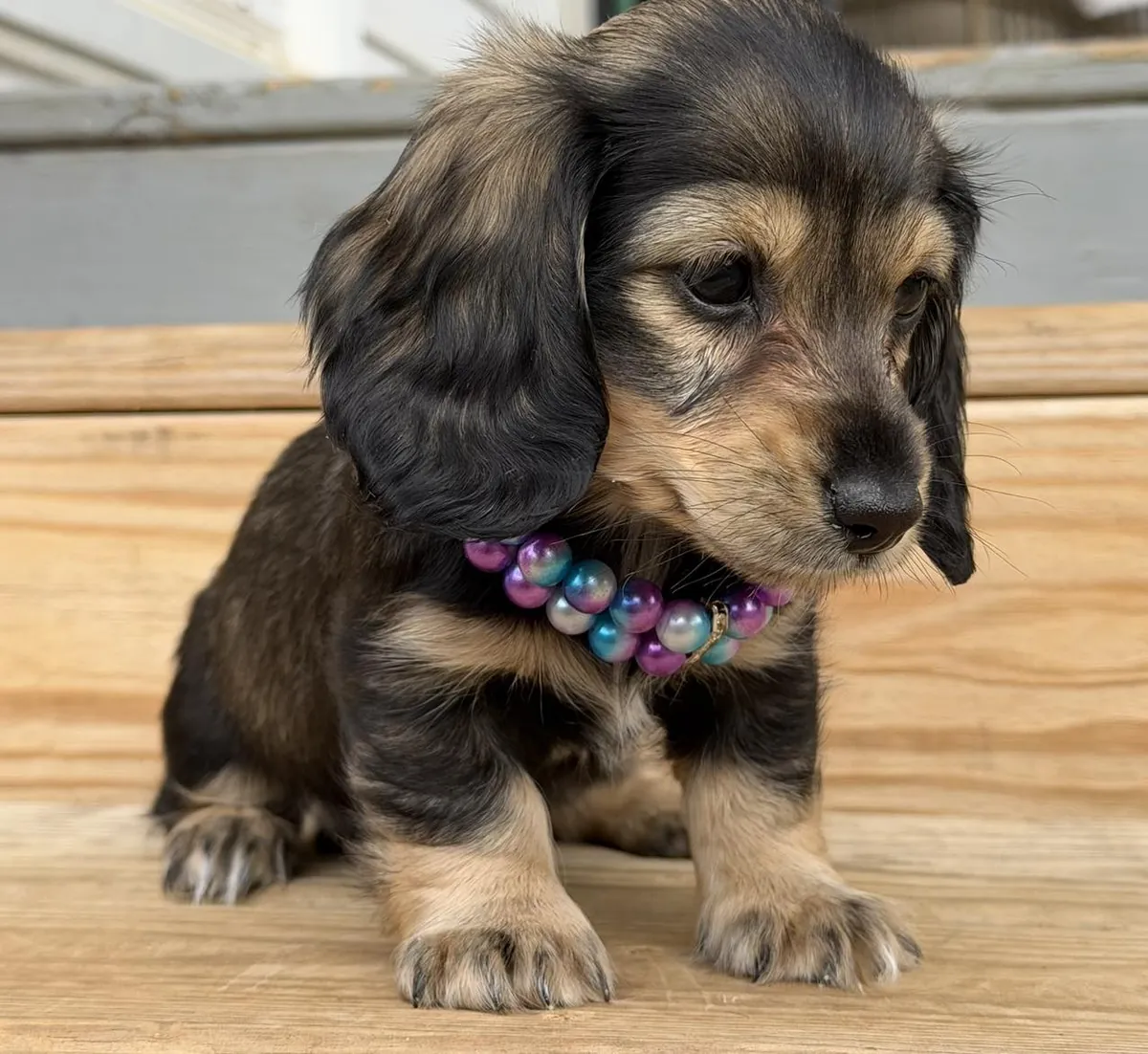 Dachshund puppies for adoption