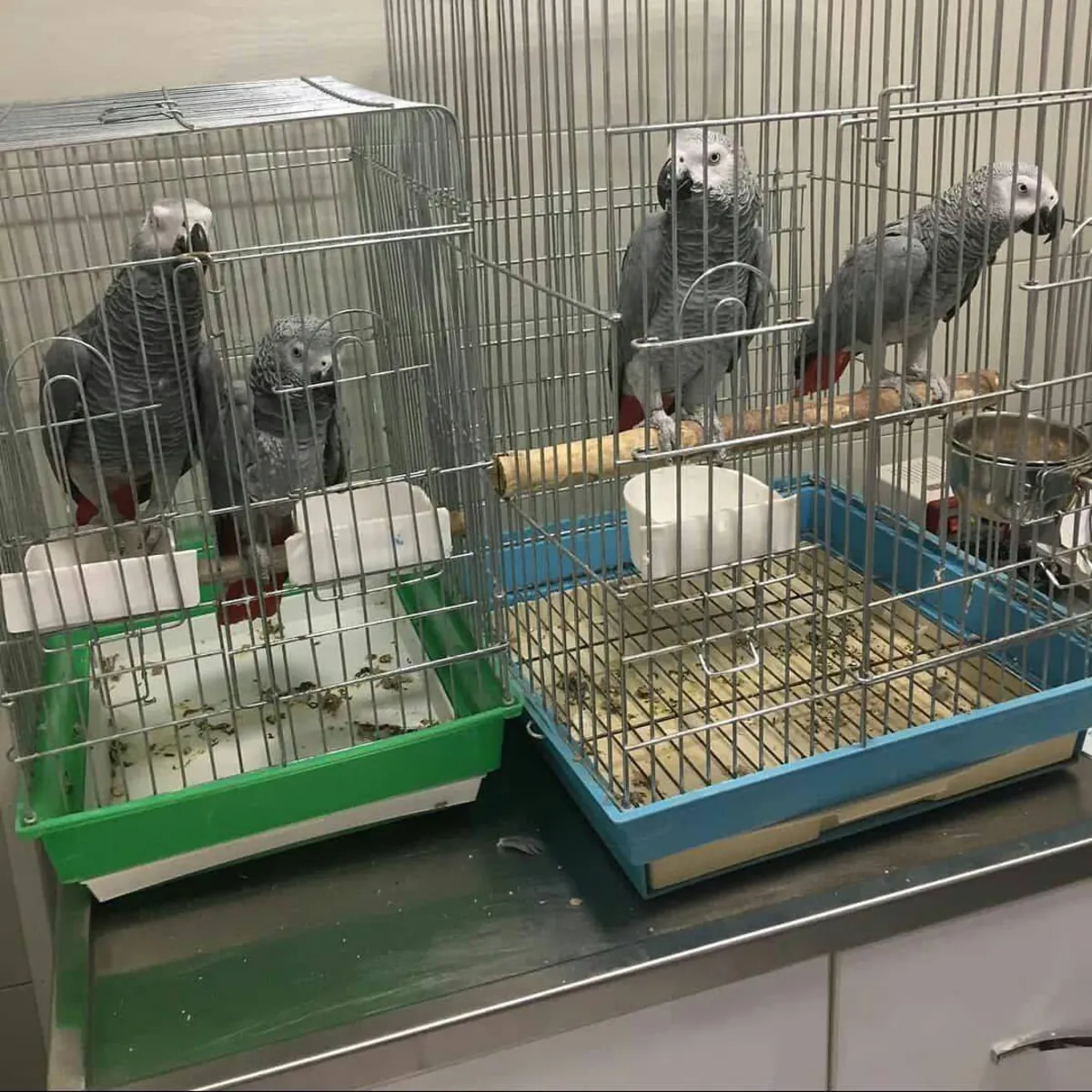 Loros grises altamente inteligentes buscan un nuevo hogar paciente