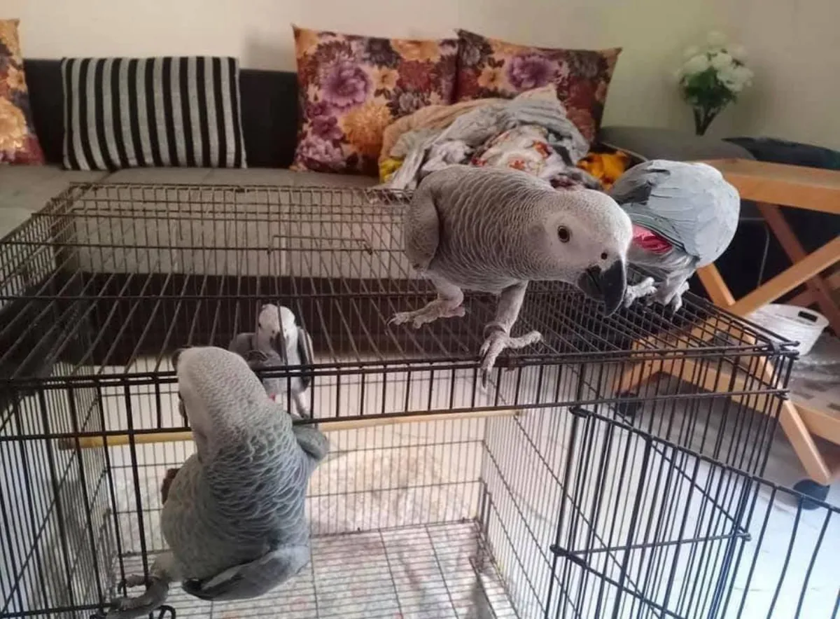 Loros grises altamente inteligentes buscan un nuevo hogar paciente