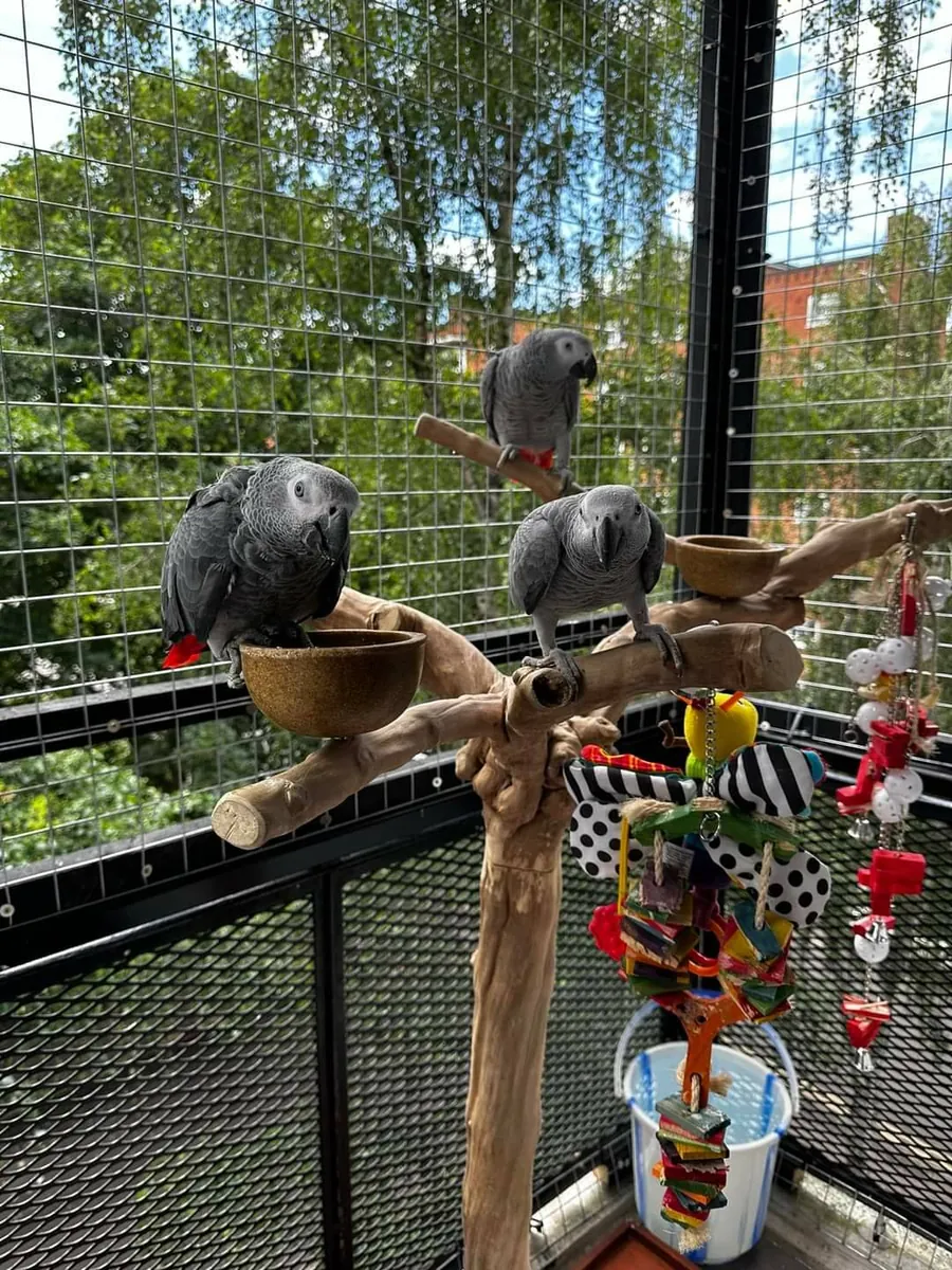 Loros grises altamente inteligentes buscan un nuevo hogar paciente
