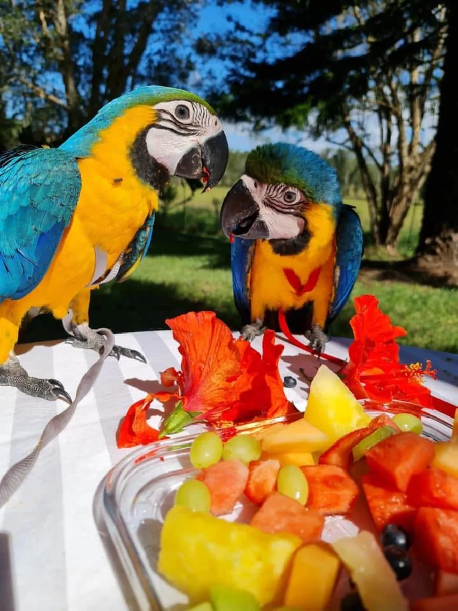 Graupapagei und Ara zur Adoption