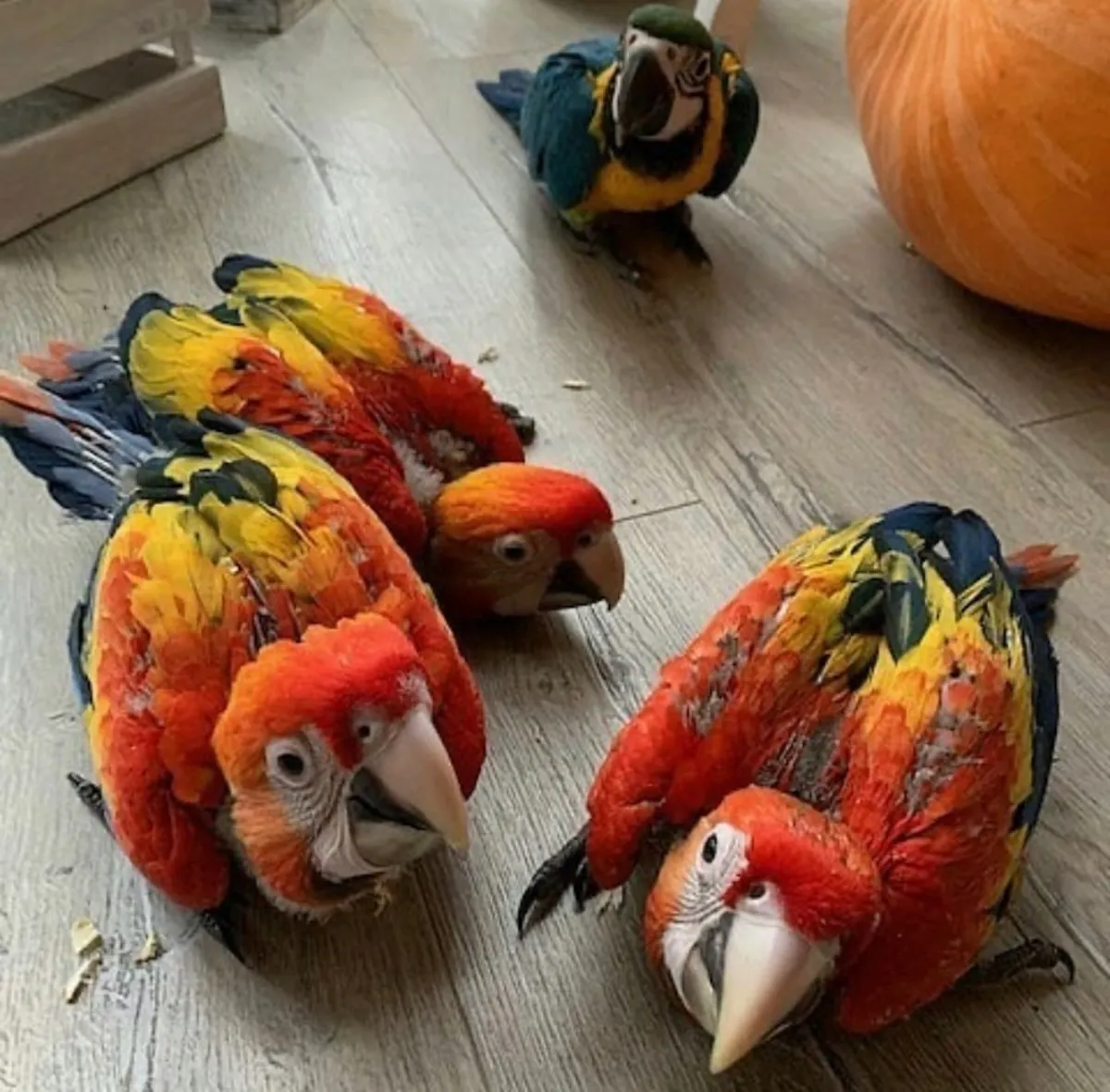 Wunderschöne sprechende Papageienpaare zur Adoption