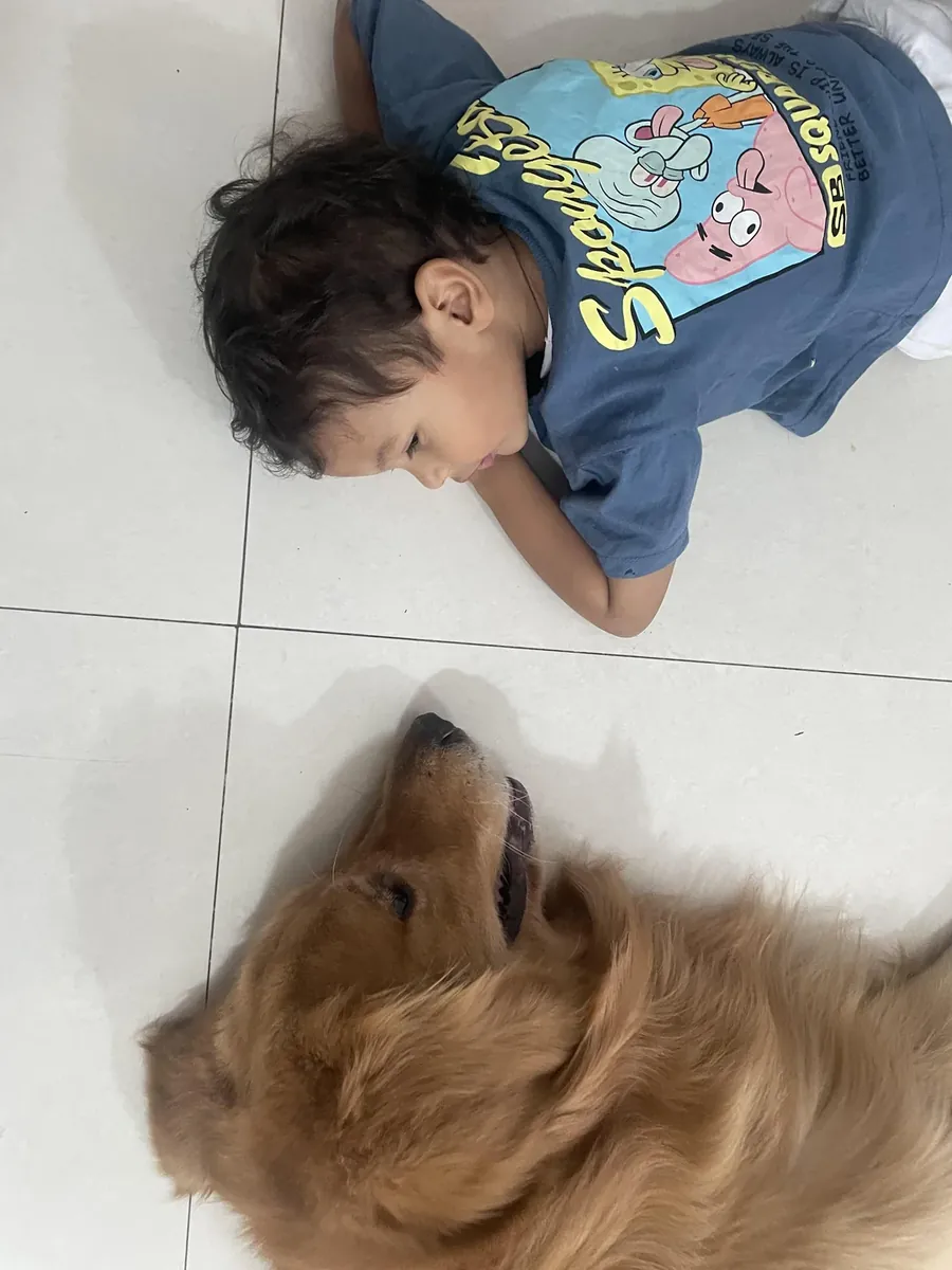 golden retriever needs a better home than mine