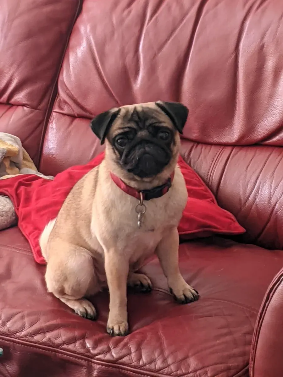 pug looking for a new place asap