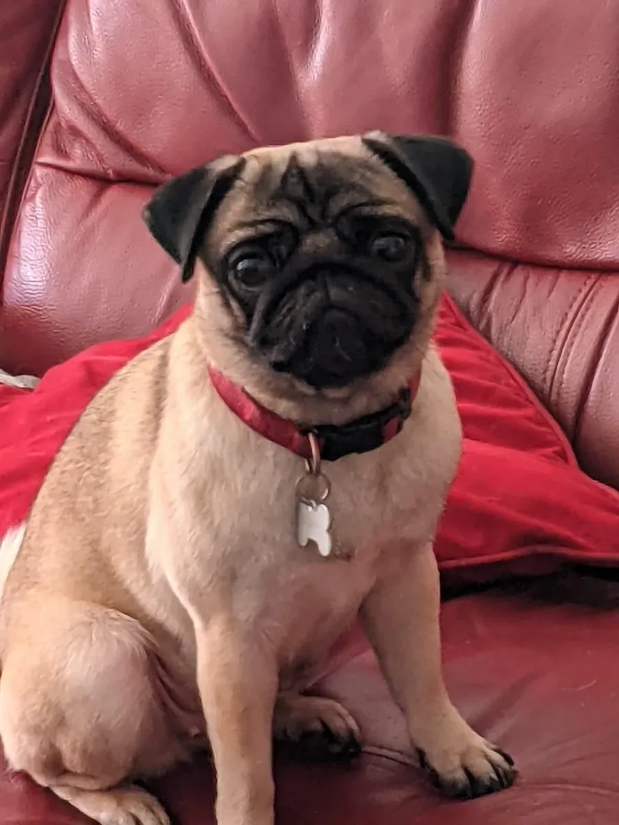 pug looking for a new place asap