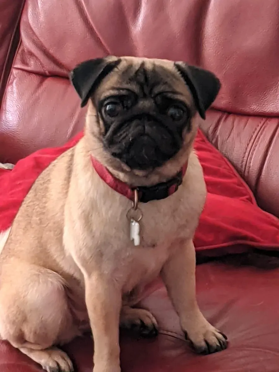 pug looking for a new place asap