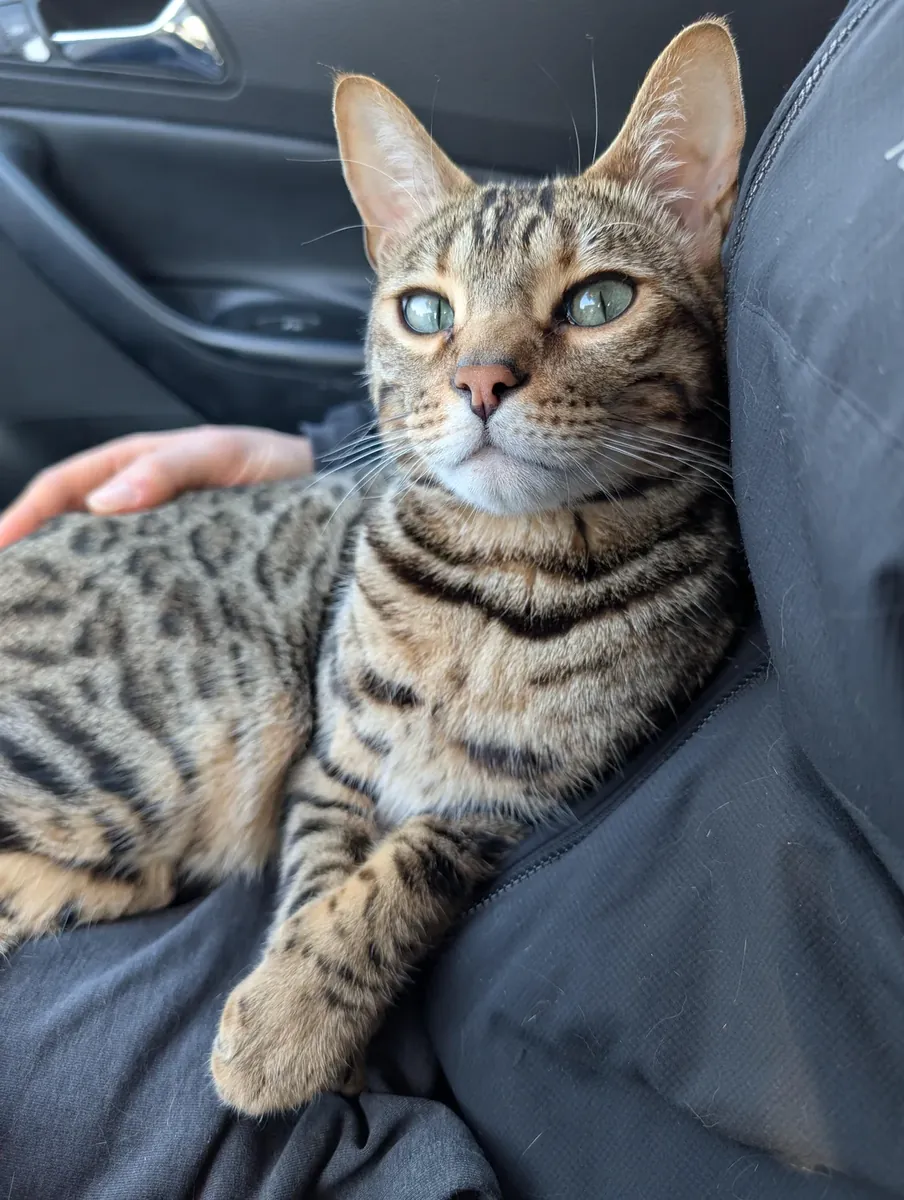 bengal cat, active, not for lazy homes