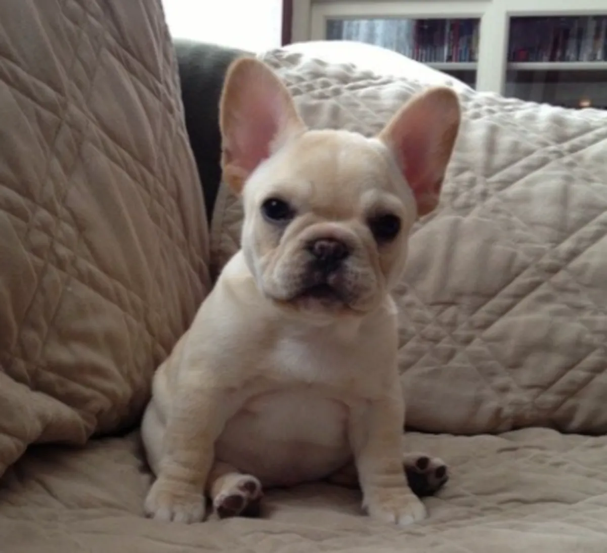 Adorables cachorros de Bulldog Francés – Machos y Hembras