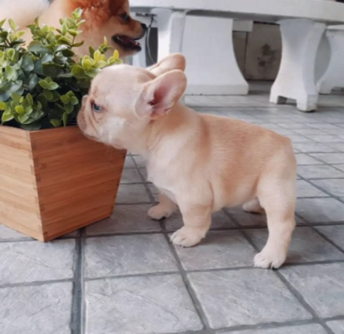 . Mignons chiots Bulldog Français prêts pour un foyer aimant