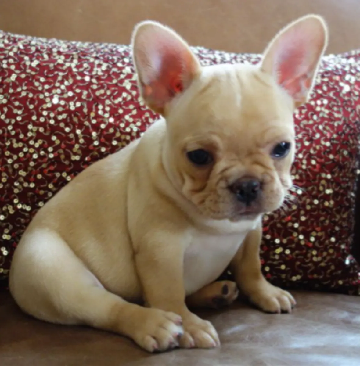 Cachorros de Bulldog Francés, machos y hembras, listos para ser adoptados de forma responsable