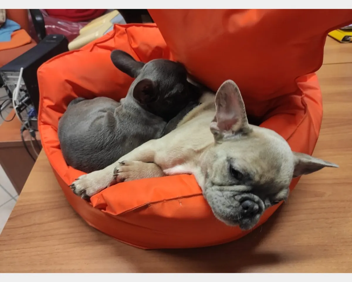 Juguetones cachorros de Bulldog Francés en adopción