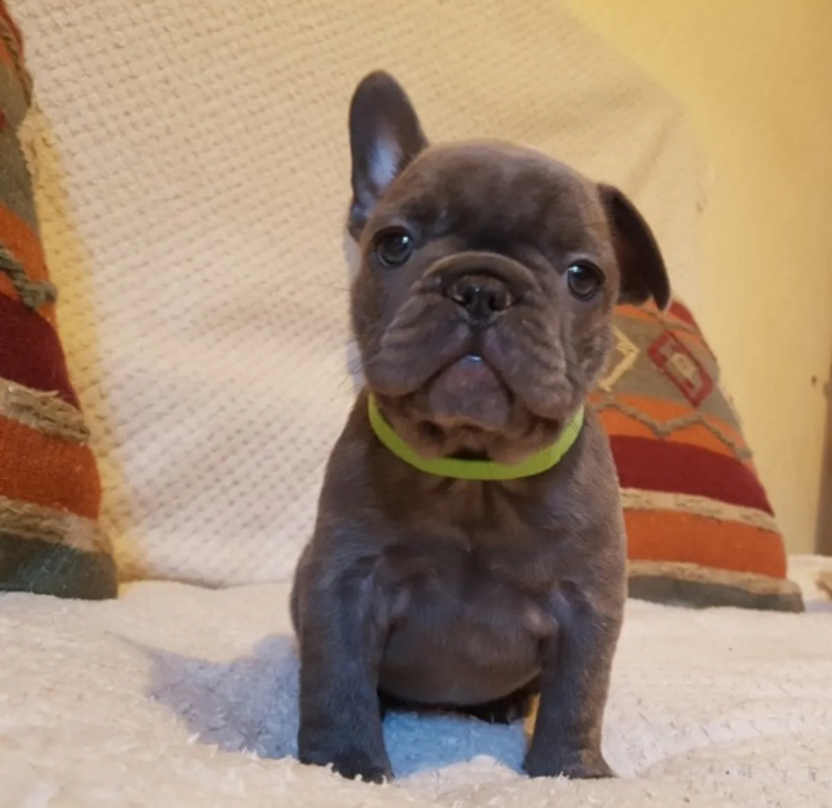 Chiots joueurs de Bulldog Français à adopter