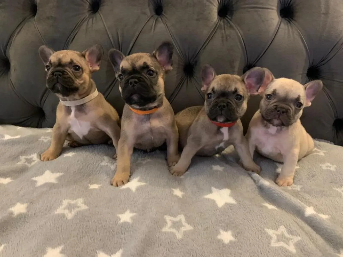  Cachorros de Bulldog Francés con Aspecto Saludable Disponibles