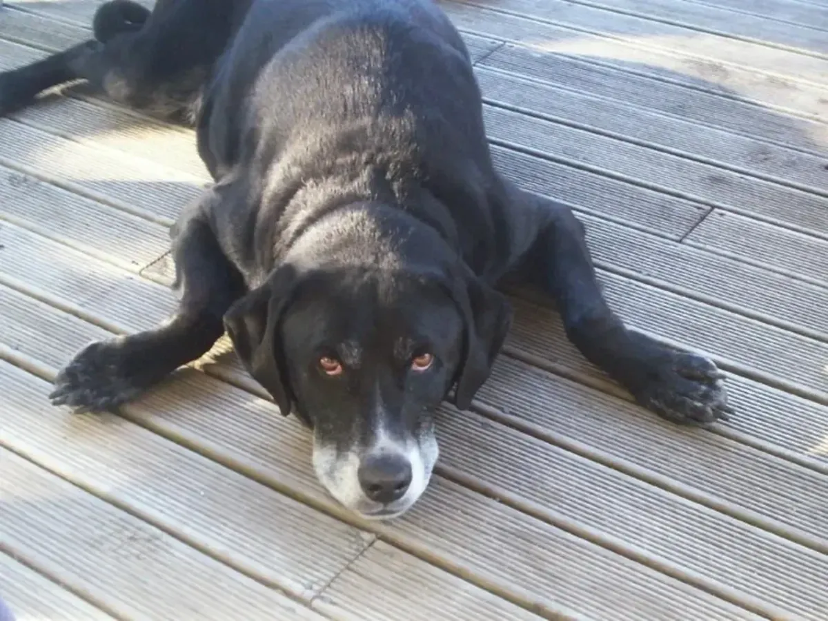 lab needs someone around more