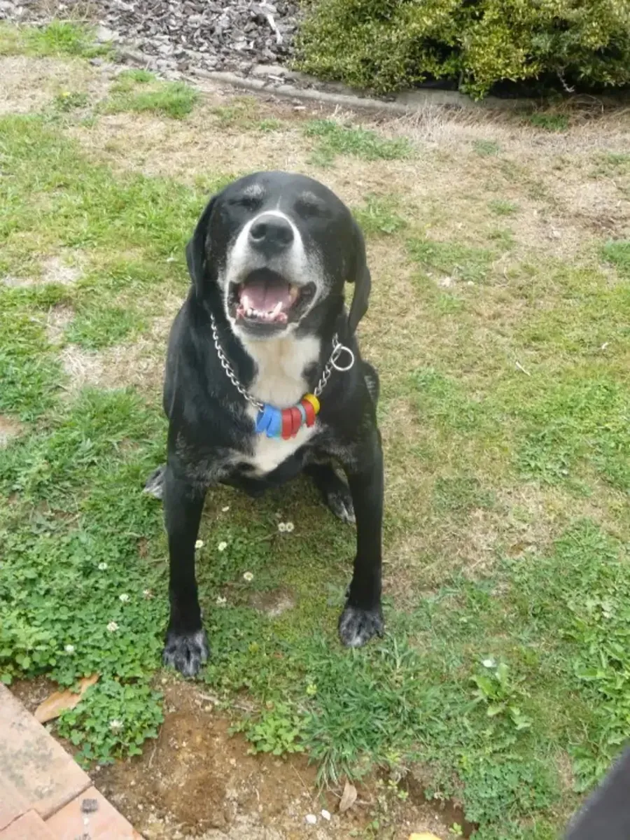 lab needs someone around more