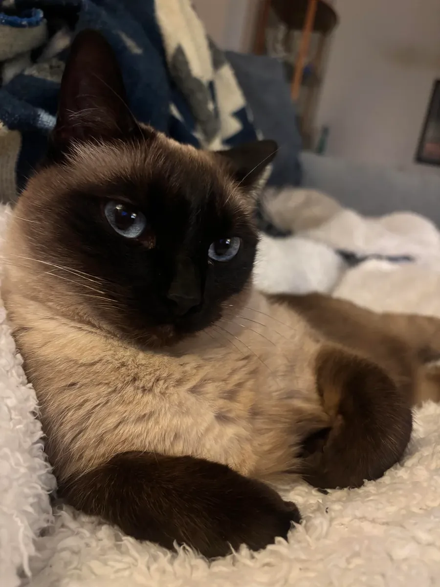 siamese cat rehome, bit vocal