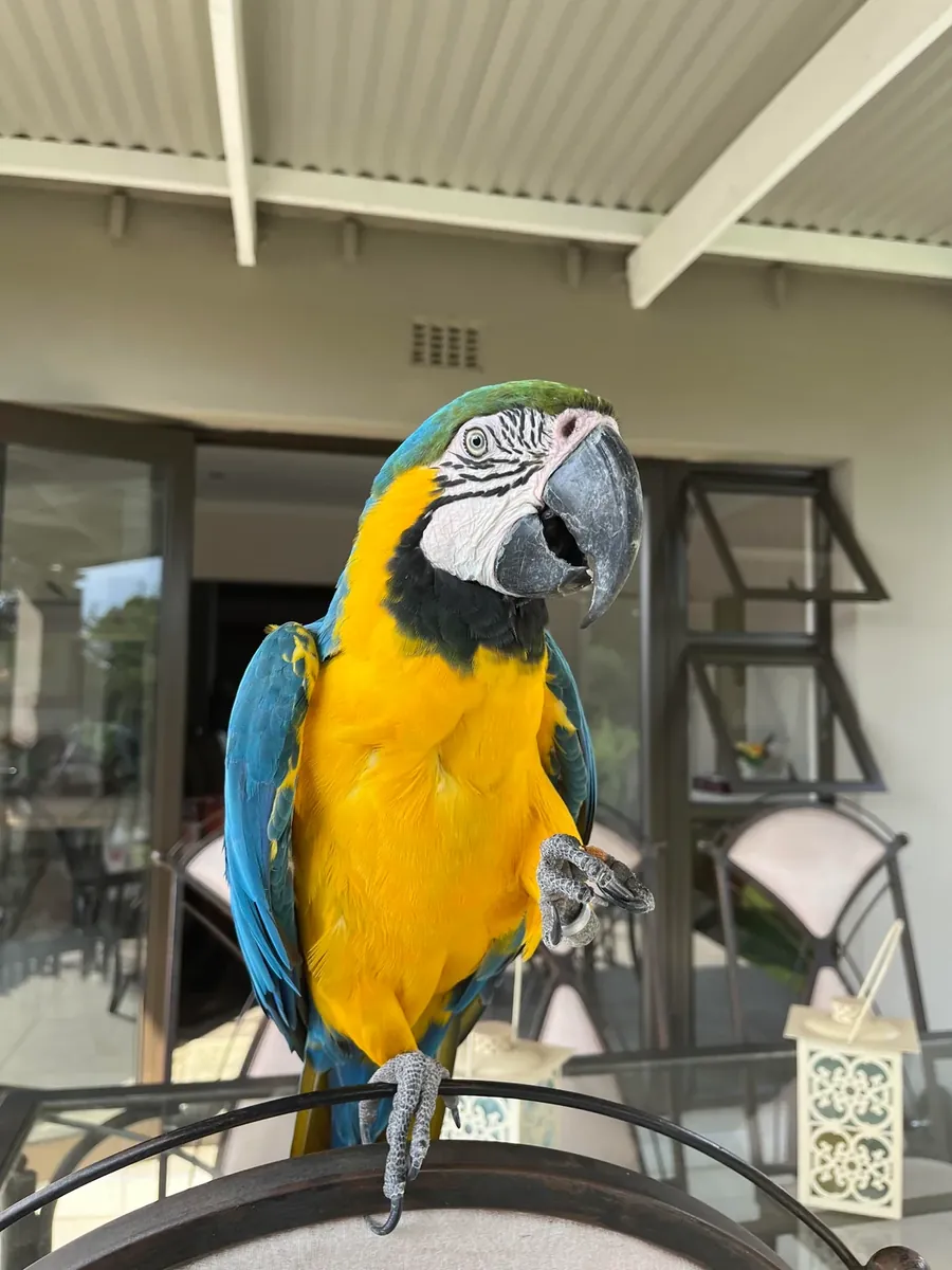 ара, только для серьезных покупателей.