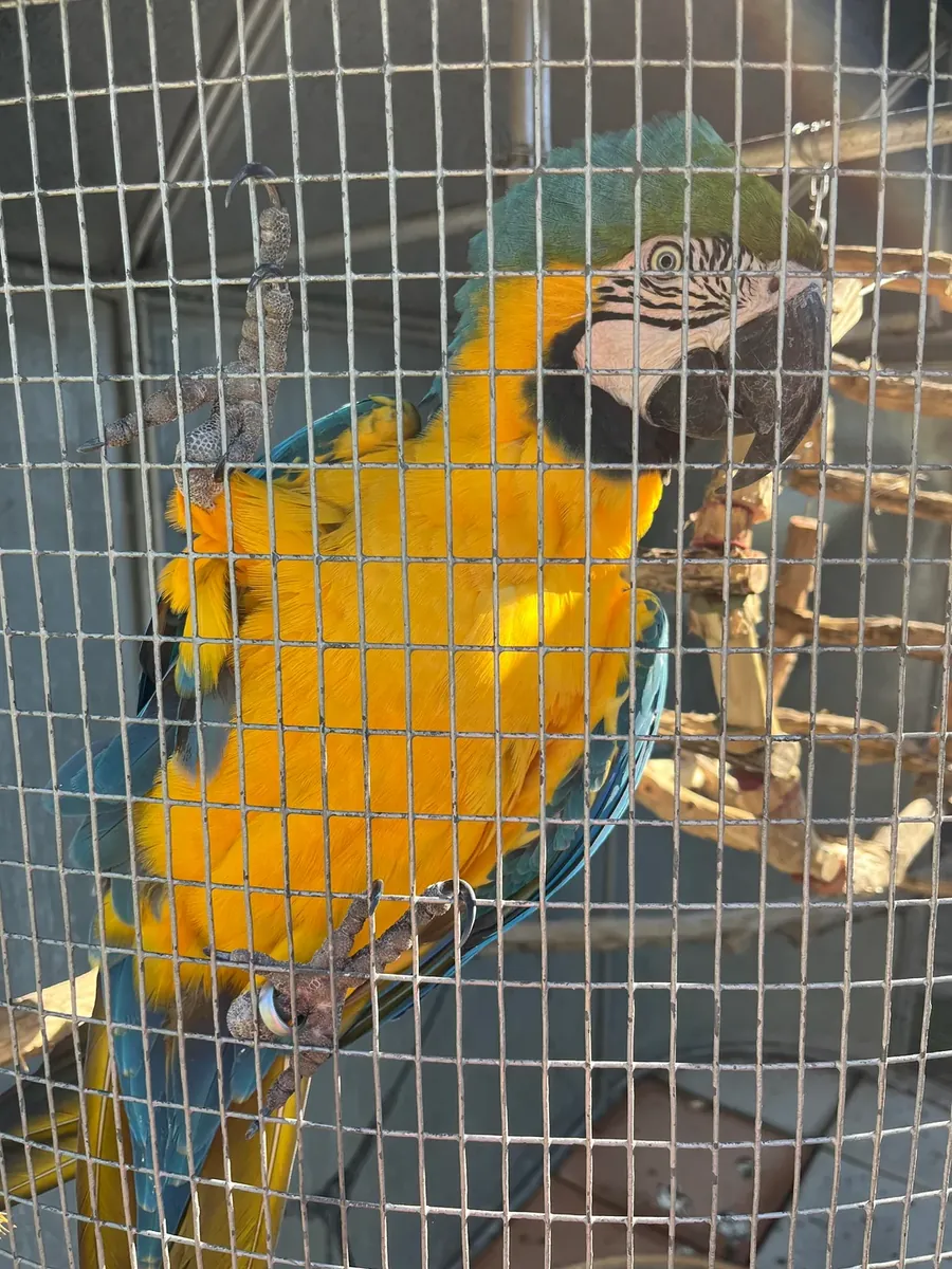 ара, только для серьезных покупателей.