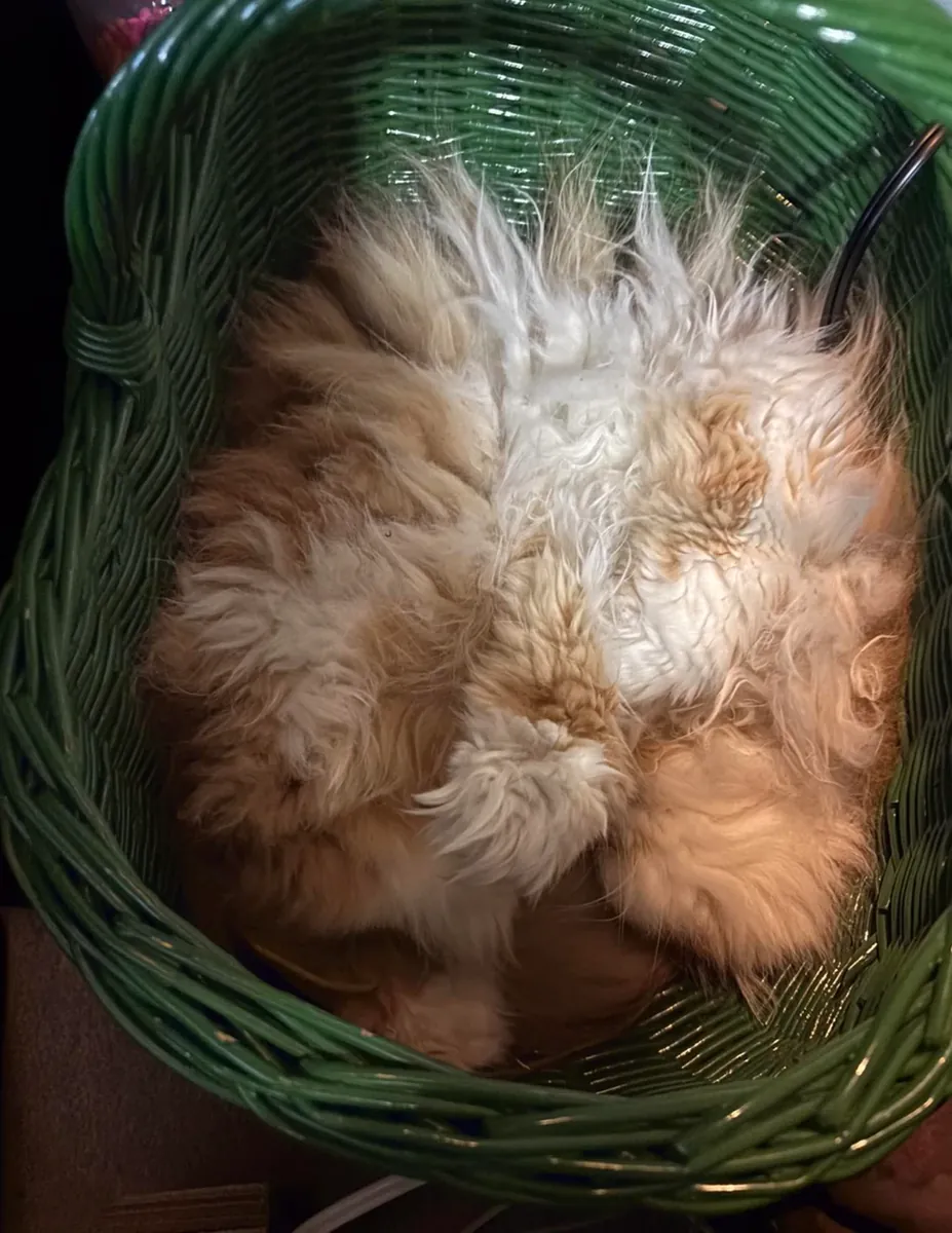 persian cat, calm, no issues