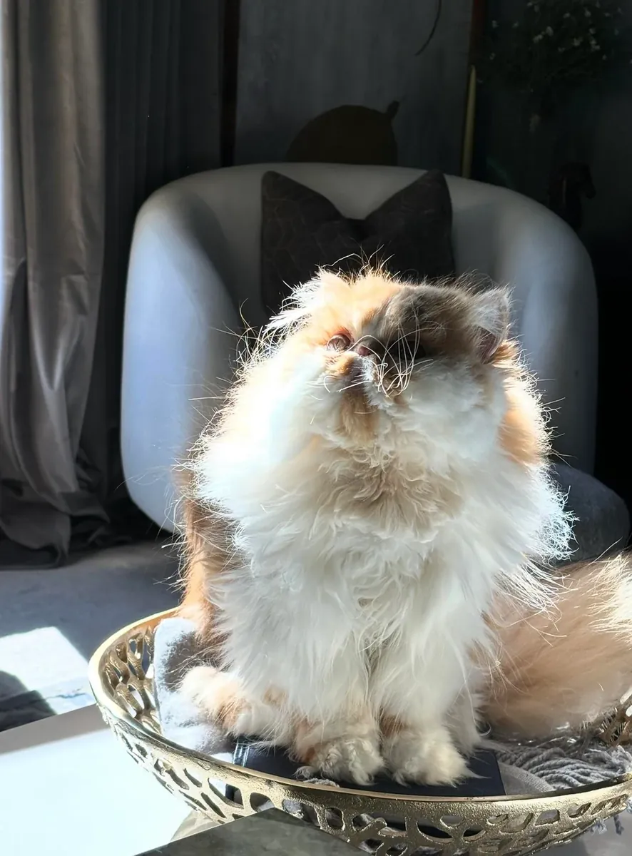 persian cat, calm, no issues