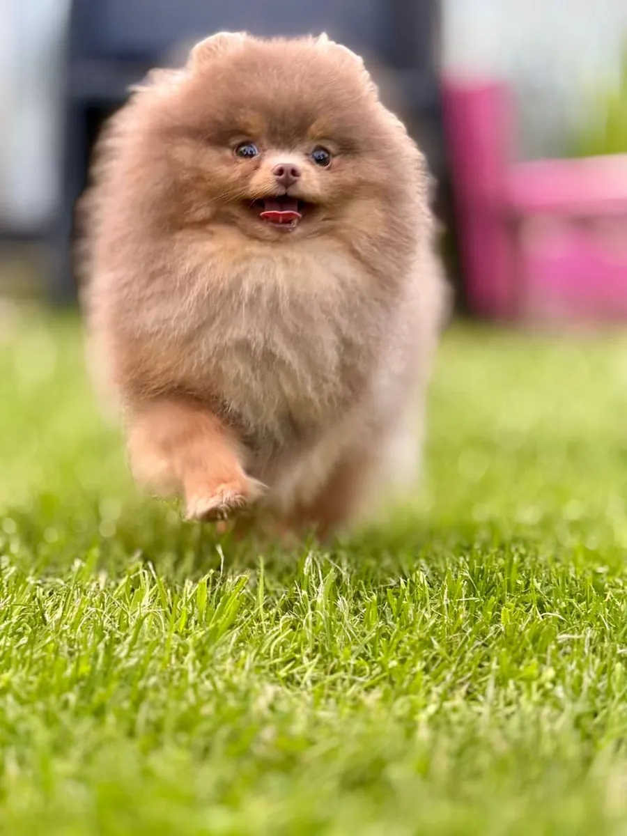 博美犬