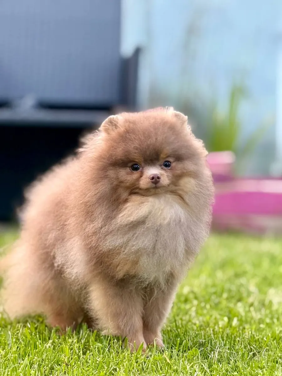 博美犬