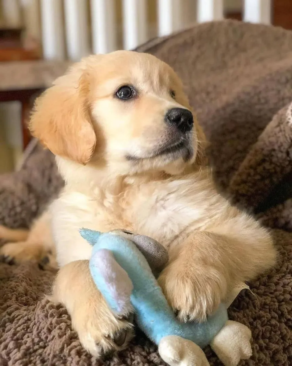 金毛寻回犬