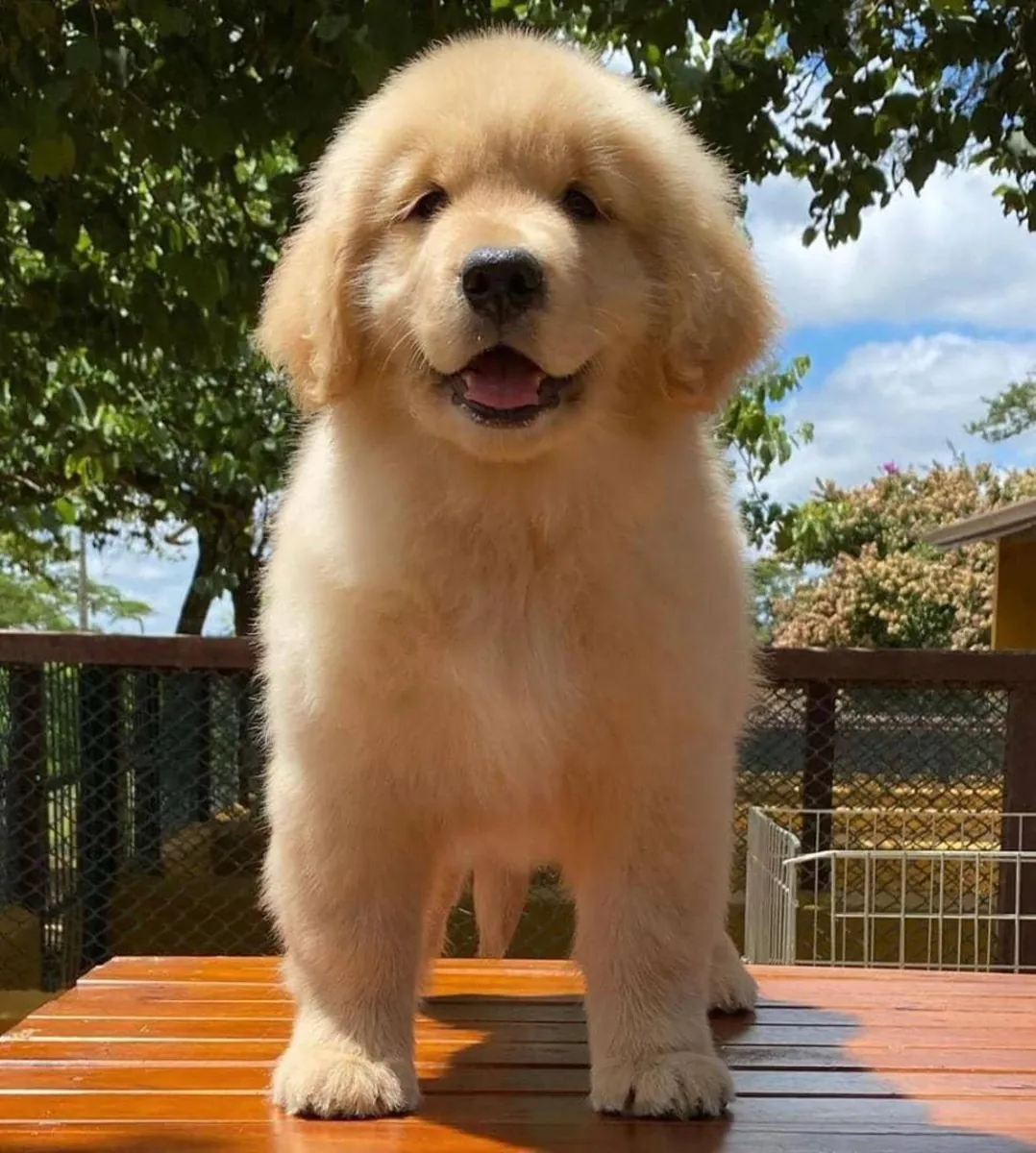 金毛寻回犬