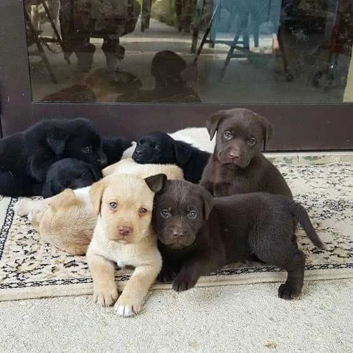 拉布拉多寻回犬