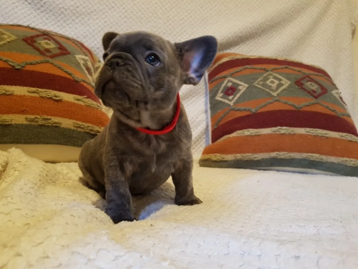 Lindos cachorros de Bulldog Francés listos para un hogar amoroso