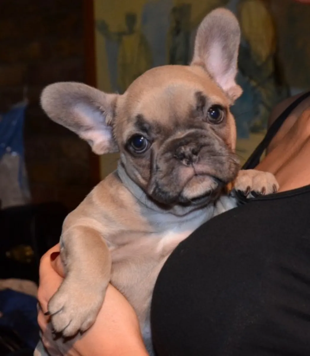  Cachorros de Bulldog Francés, machos y hembras, listos para ser adoptados de forma responsable