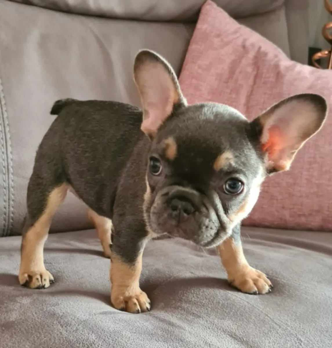 Chiots Bulldog Français disponibles