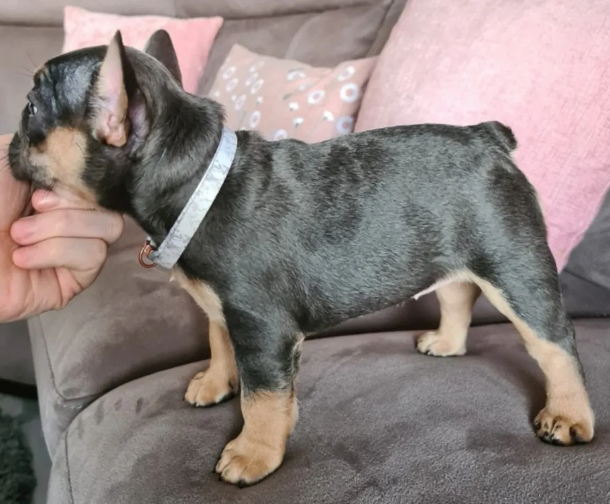 Chiots Bulldog Français à la recherche d'un foyer définitif