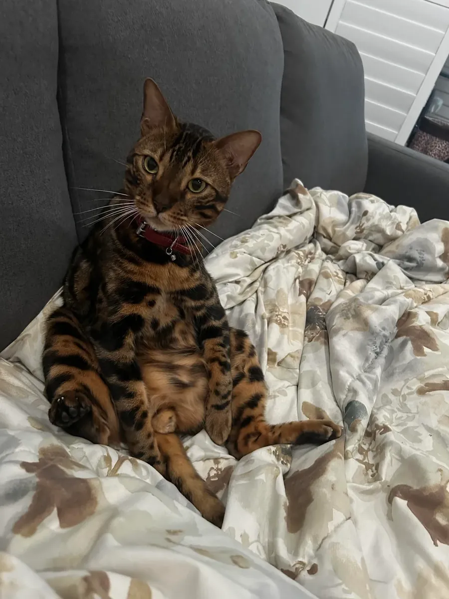 Bengal cat is active