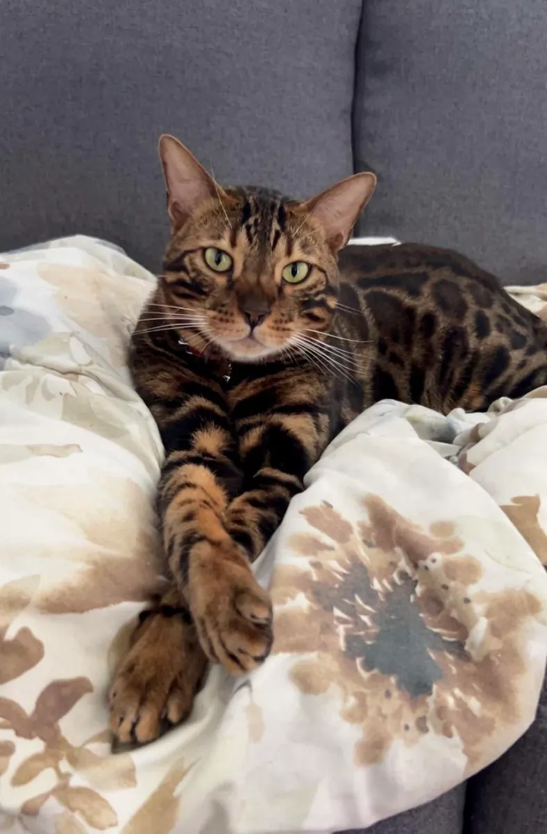 Bengal cat is active