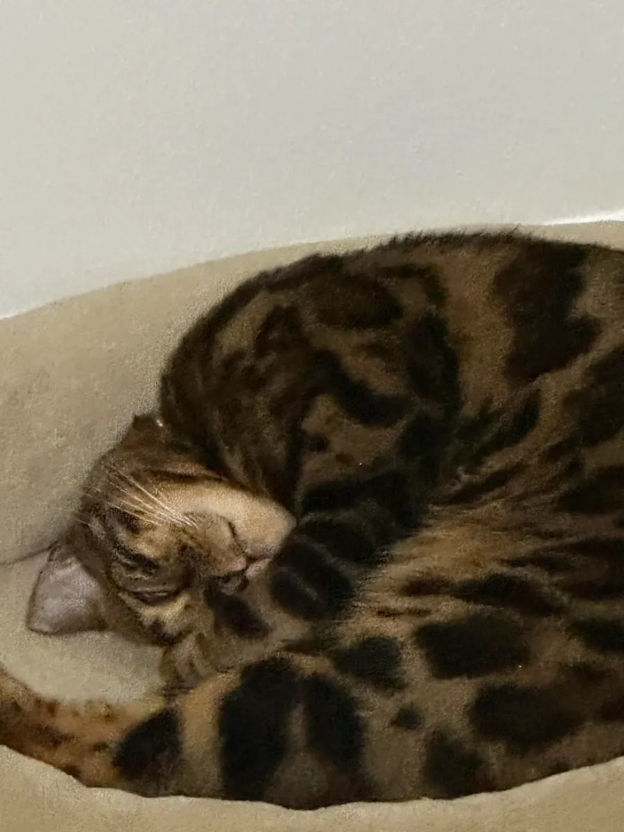 Bengal cat is active