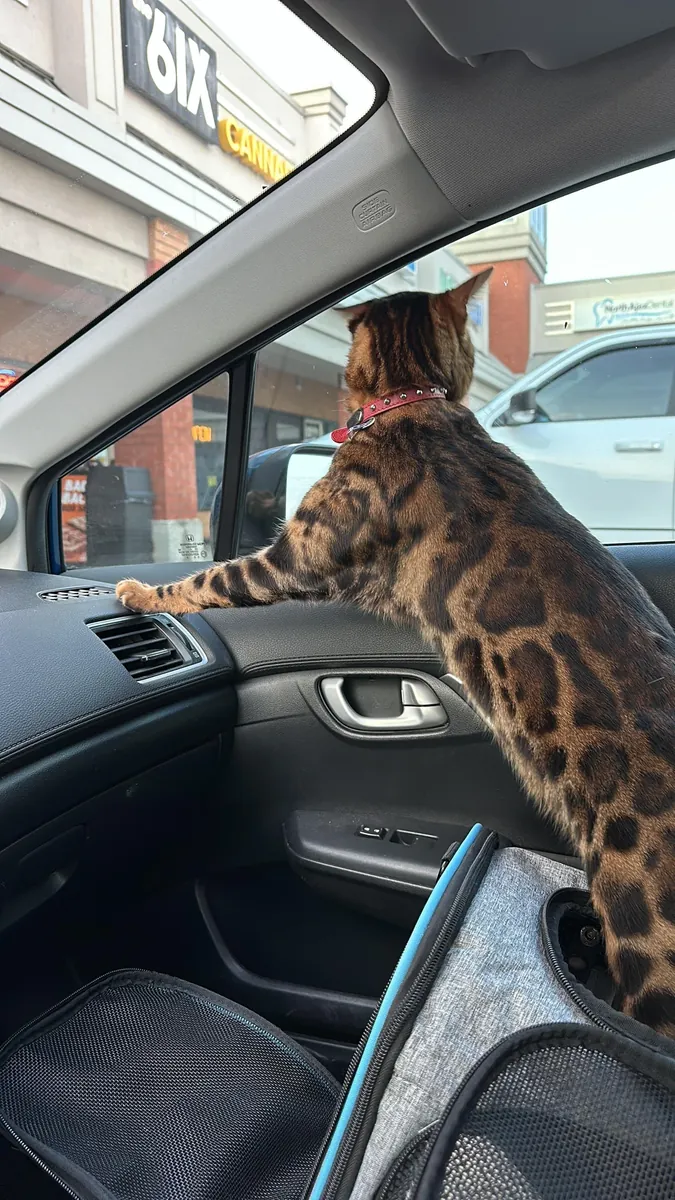 Bengal cat is active
