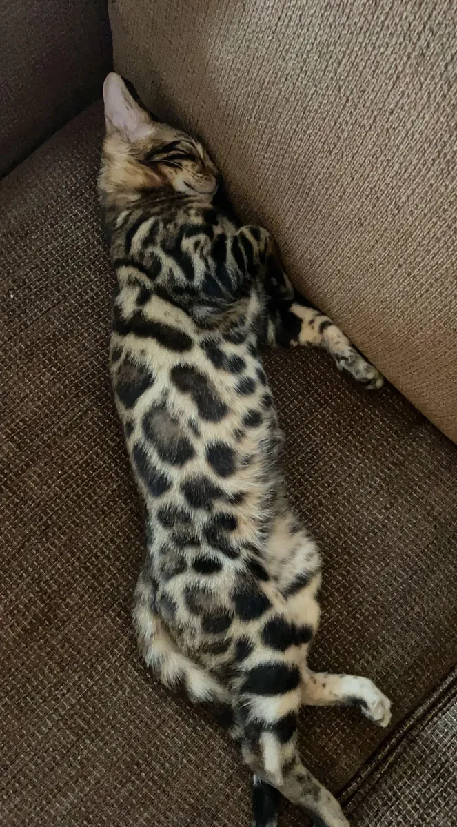 Bengal cat is active