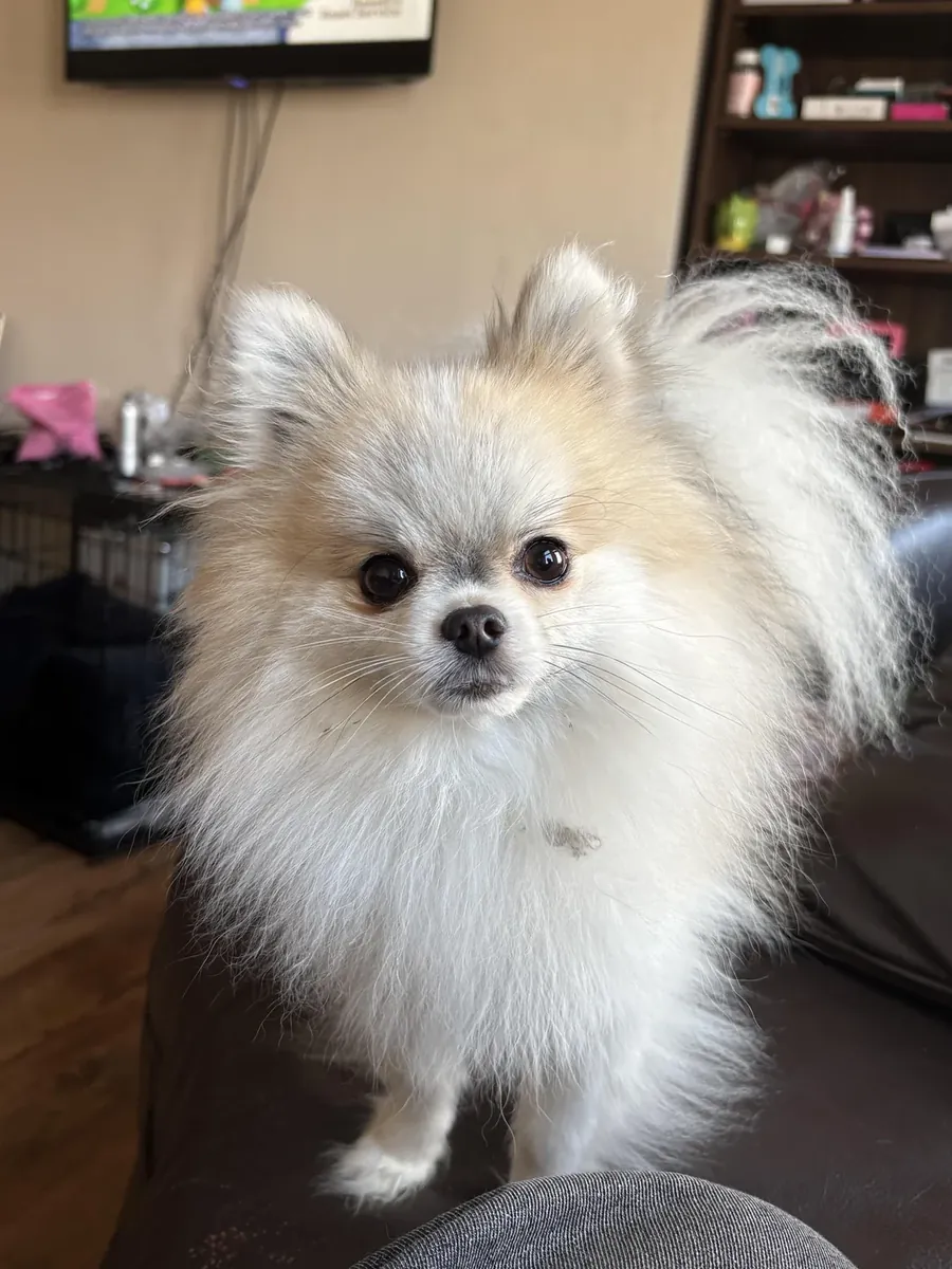 Pomeranian Spitz for sale