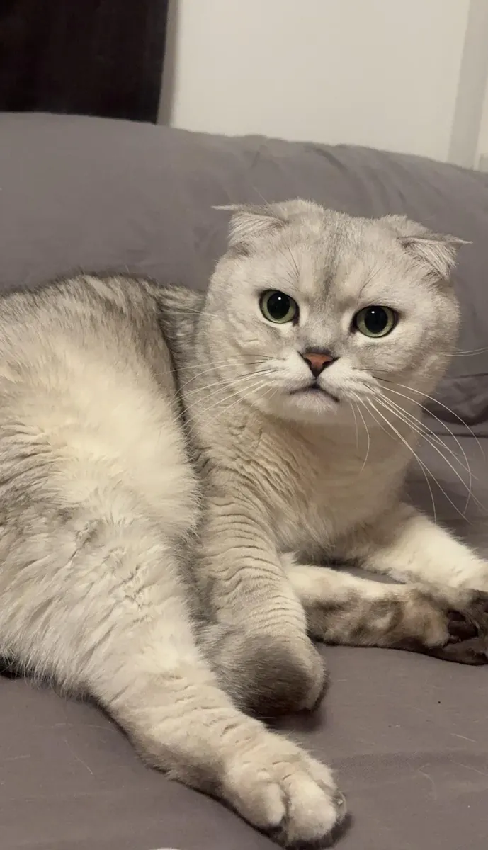 Scottish Fold calm