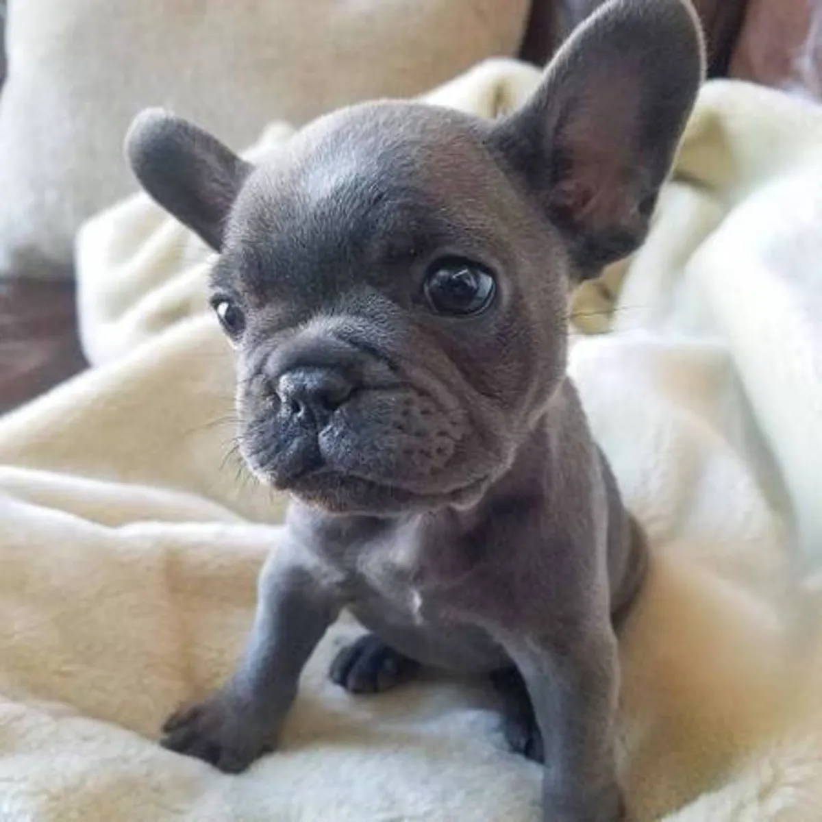  Cachorros de Bulldog Francés, machos y hembras, listos para ser adoptados de forma responsable