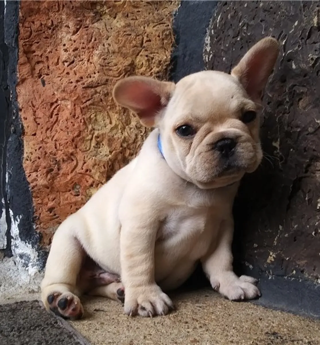 Superbes chiots Bulldog Français disponibles