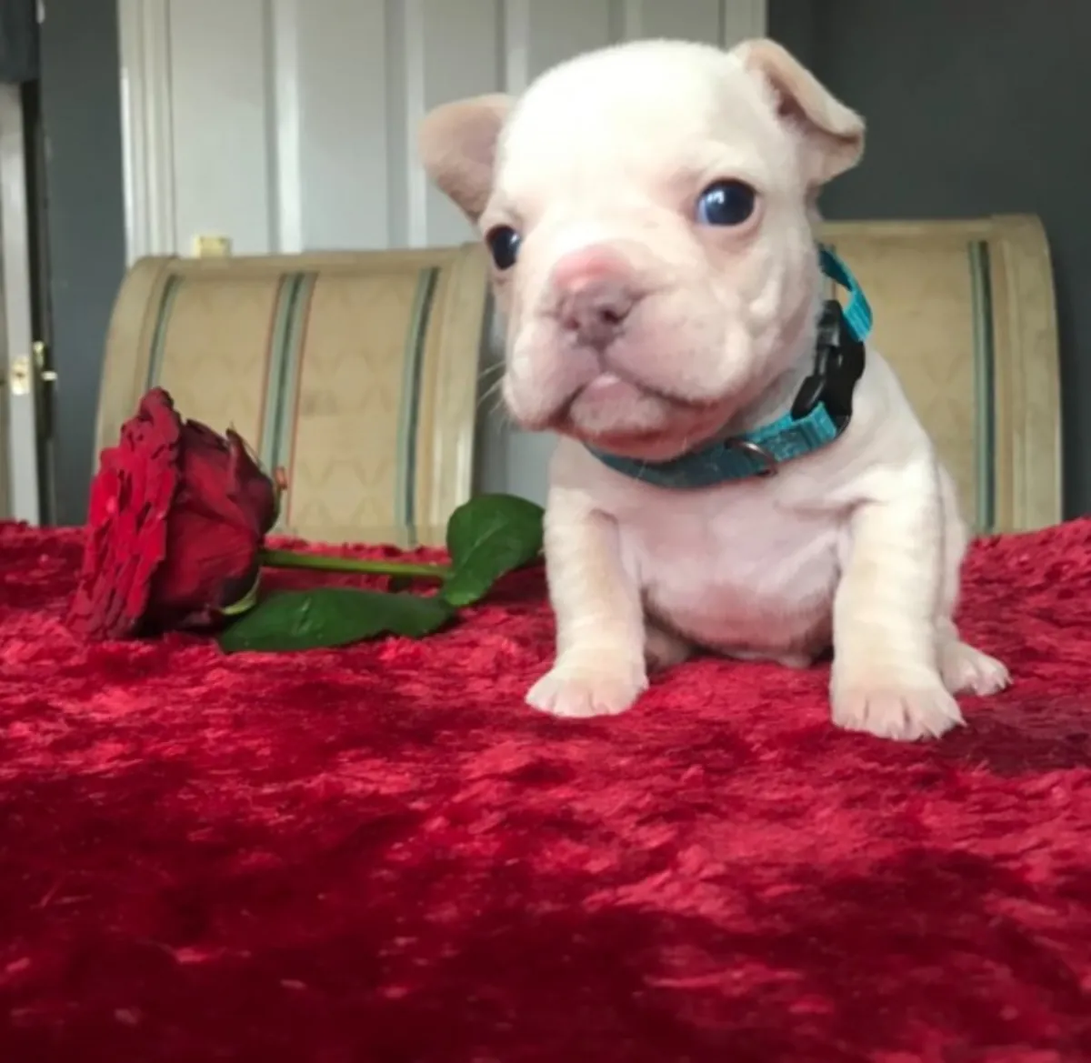  Lindos cachorros de Bulldog Francés listos para un hogar amoroso