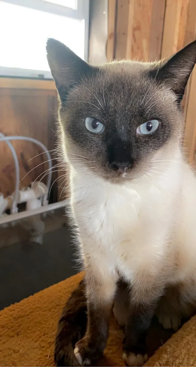 сиамская кошка